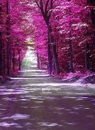 path purple